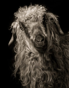 Bella, female, Angora, 3, owner George Johnson, Christyn Johnson, Ava, Holly, Nick