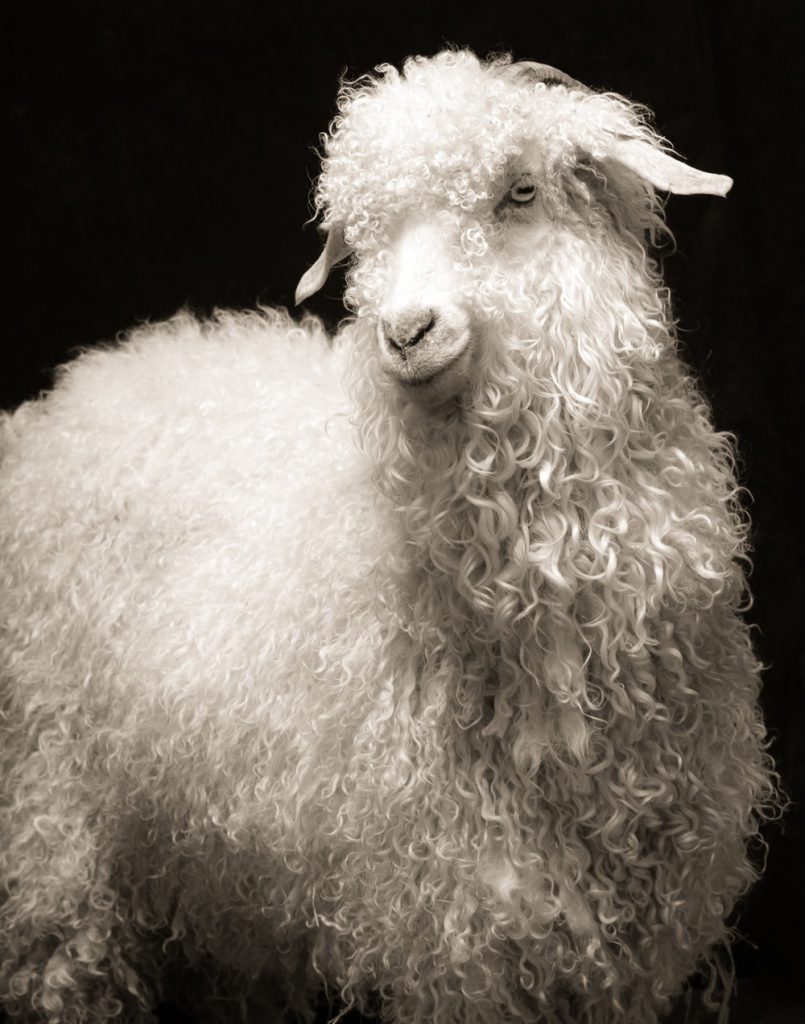 Moolahlah, female, Angora, 3, owner George Johnson, Christyn Johnson, Ava, Holly, Nick