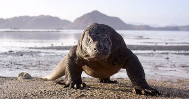 BBC, “Planet Earth II” serisinden ikinci fragmanı yayınladı