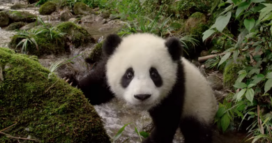 IMAX kameralarla çekilen “Pandas” belgeselinden yeni fragman