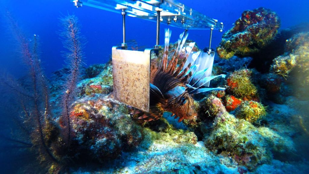 nekton keşif 2