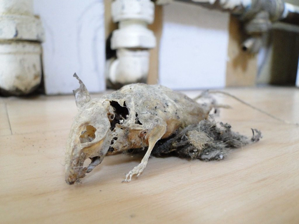 Taş devri çizgi porno