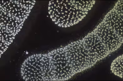 Oceanvs Orientalis’ten planktonlara mikroskobik teşekkür: “Plankton Planet”