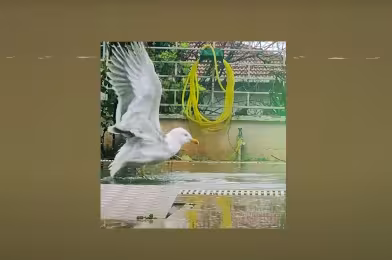 Brek’ten “Beyaz Dalga”ya doğru “İlaç Gibi”