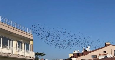 Yeldeğirmeni’nde kapsayıcı bir festival: Mahalla