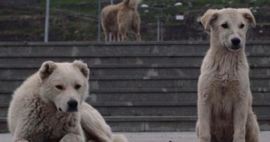 Köpekler konuşur, dinlemesini bilene: Stray in Kars Köpekler konuşur, dinlemesini bilene: Stray in Kars