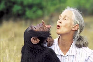Roots & Shoots Türkiye, 2 Kasım’da Jane Goodall’u Pera Müzesi’nde anıyor