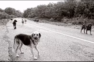 Beykoz ormanlarındaki binlerce köpek mama desteğinizi bekliyor