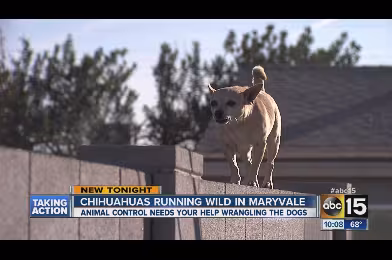 Video: Başıboş Chihuahua'lar Maryvale sokaklarında!