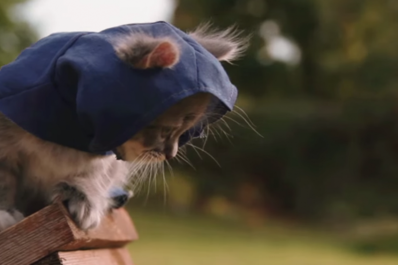 ''Assasin's Creed'' karakterleri kedi olsaydı: ''Assasin's Kittens Unity''