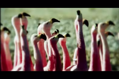 Broken Social Scene'den yeni klip: ''Golden Facelift''
