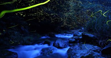 Web Galeri: Takehito Miyatake